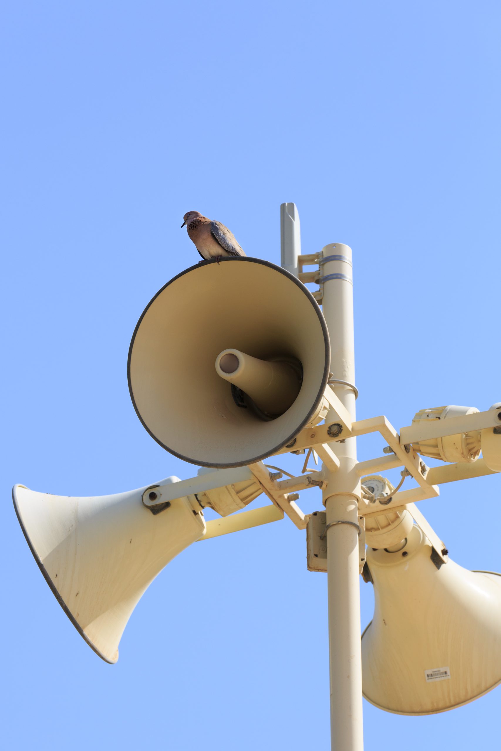 megaphone-and-bird-2026-01-11-10-33-18-utc